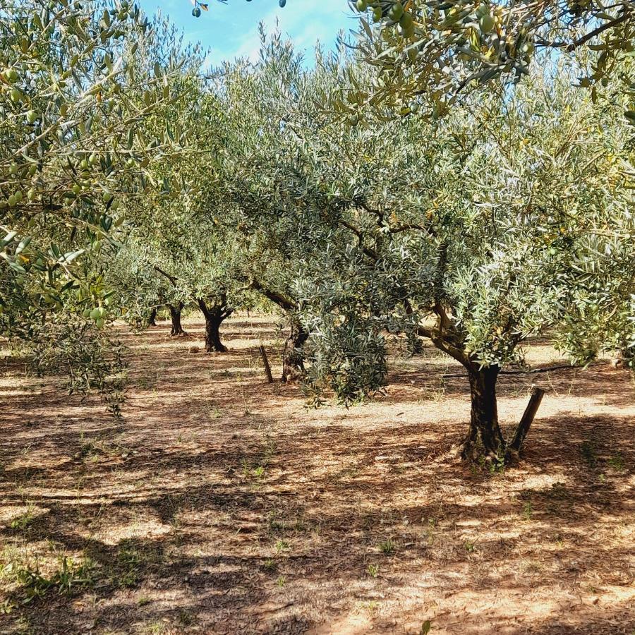 Villa La Ferme Des Oliviers à Solliès-Pont Extérieur photo